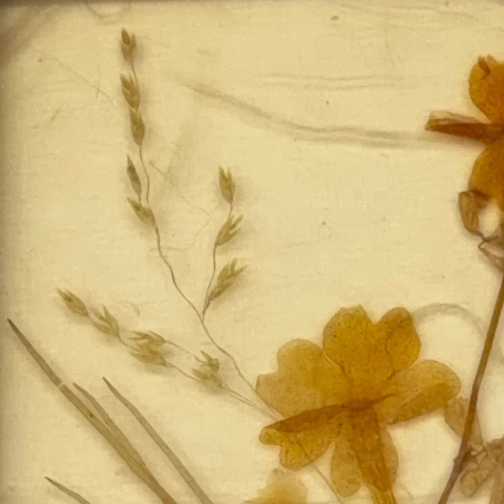 Vintage Dina West Germany Miniature Pressed Flower Art Gold‎ Frame 3.75